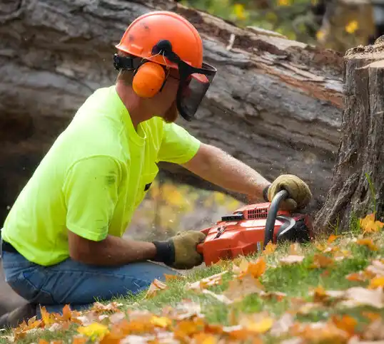 tree services Pine Knoll Shores